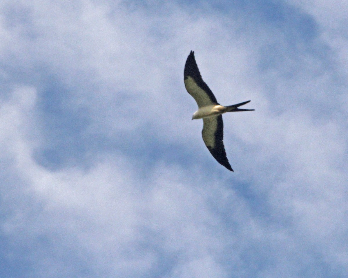 Swallow-tailed Kite - ML588465011