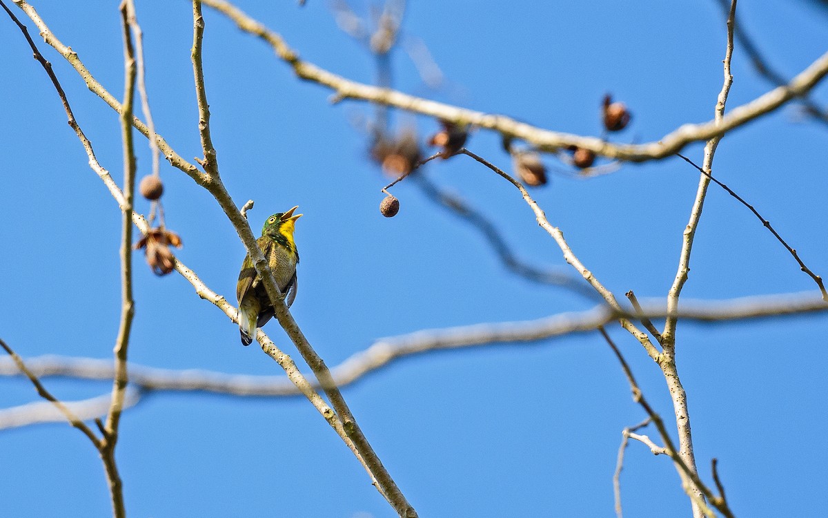 Yellow-throated Cuckoo - ML588466831