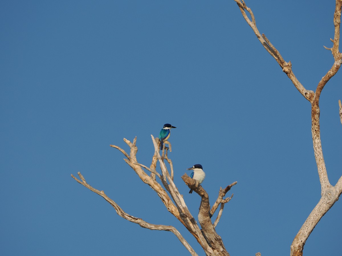 Forest Kingfisher - ML588468541