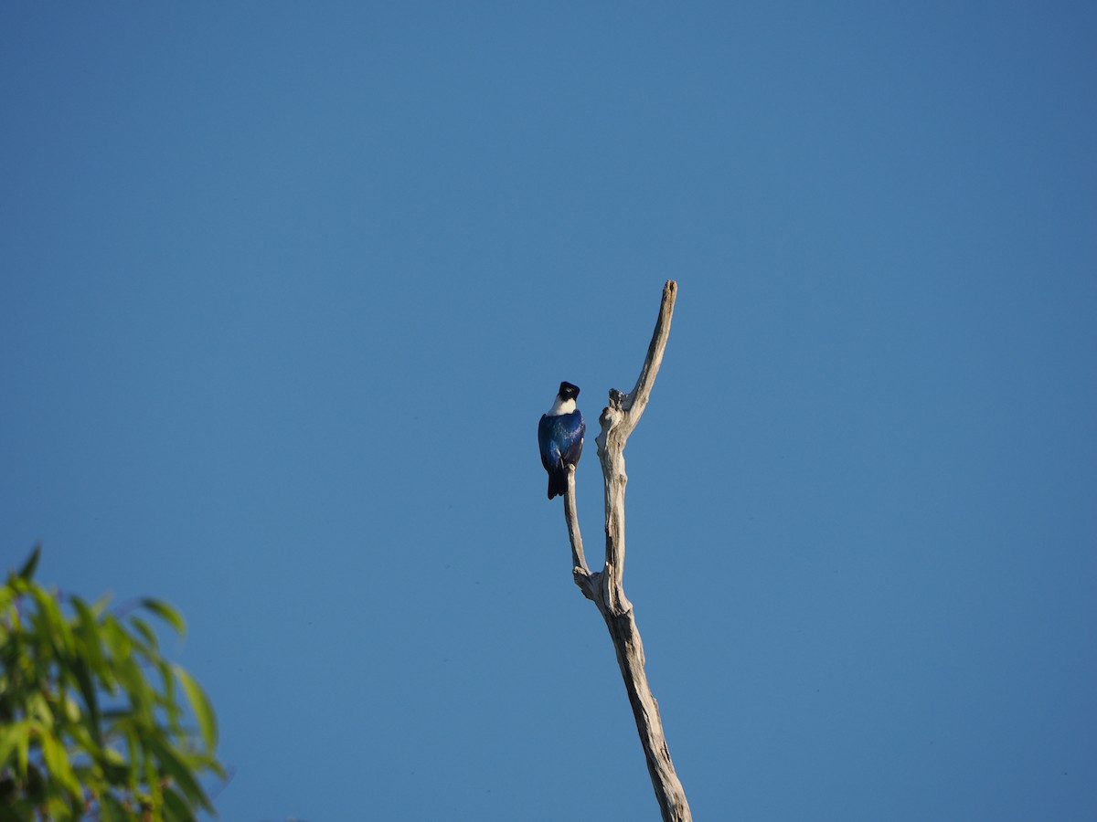 Forest Kingfisher - ML588468611