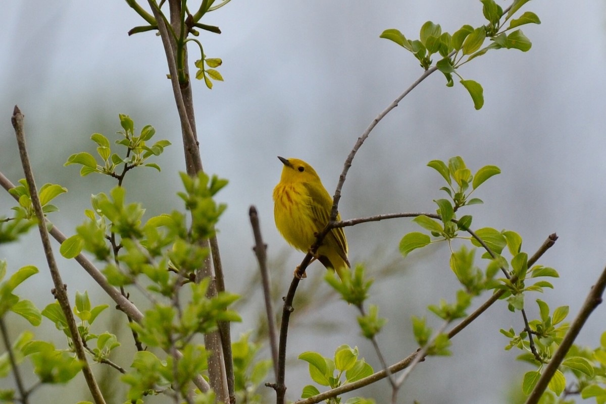 Yellow Warbler - Epi Shemming