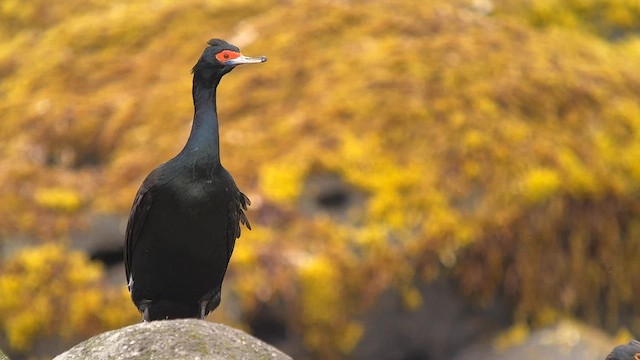 Red-faced Cormorant - ML588470151