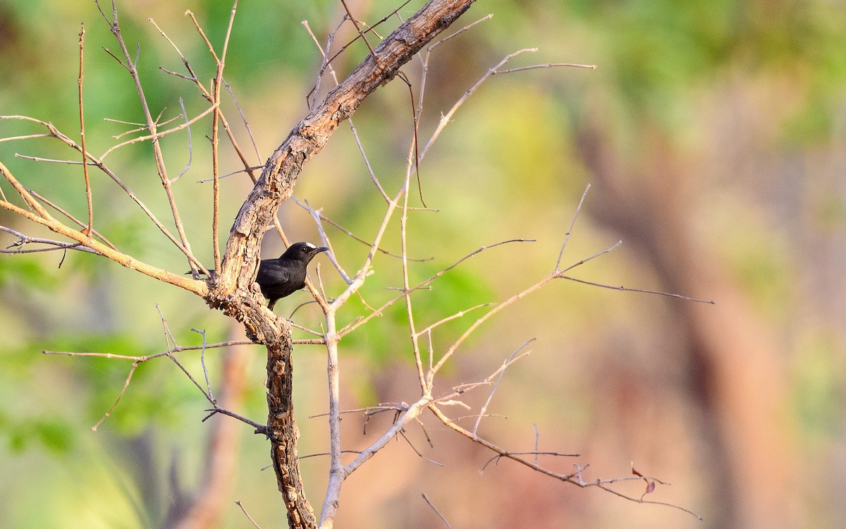 White-fronted Black-Chat - ML588471191