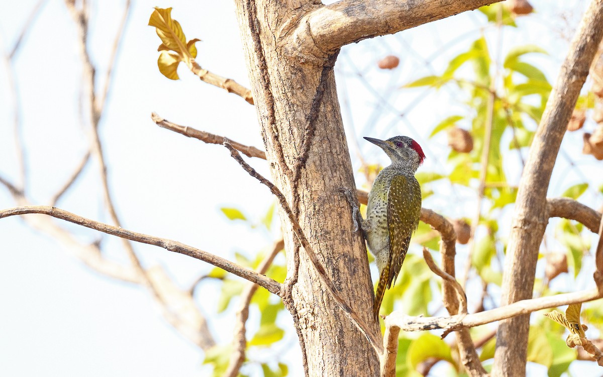 Fine-spotted Woodpecker - Dylan Vasapolli - Birding Ecotours