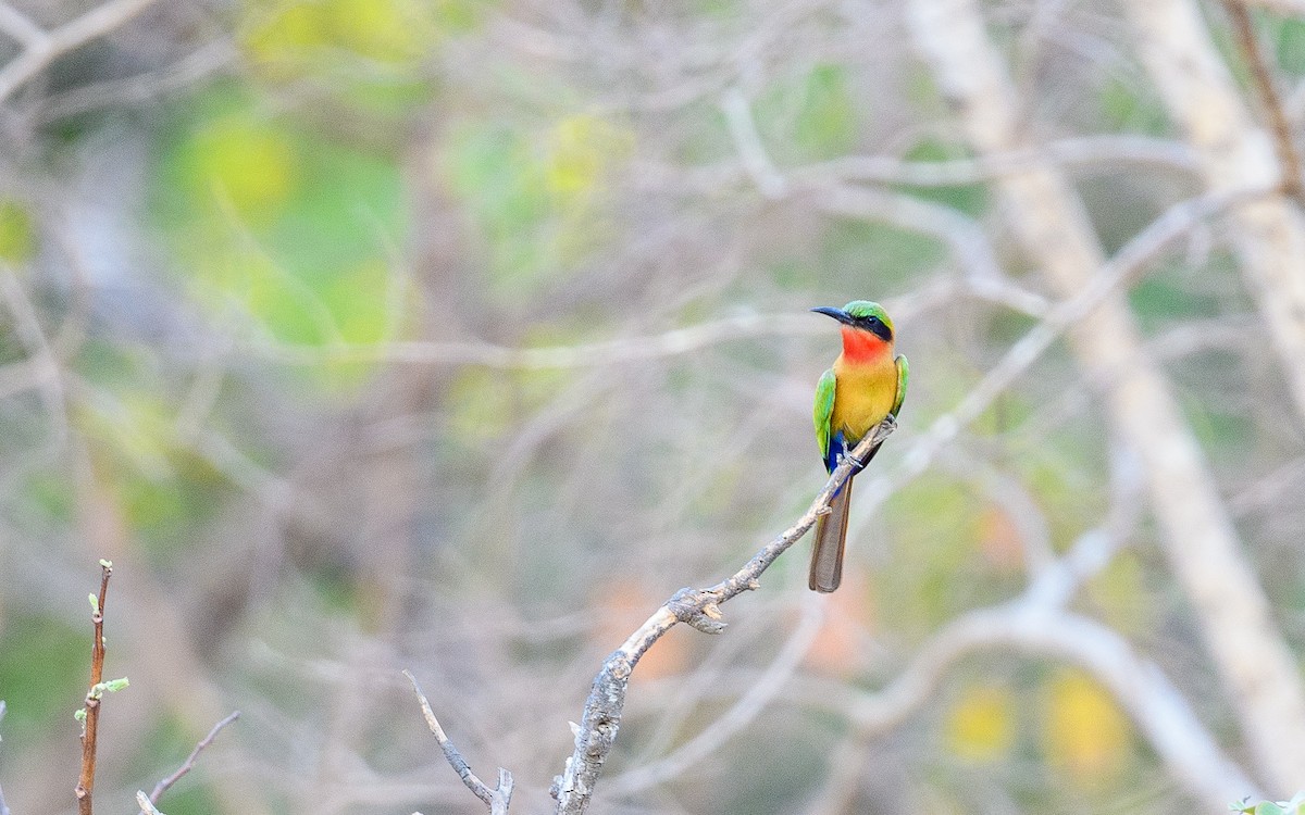 Red-throated Bee-eater - ML588471341