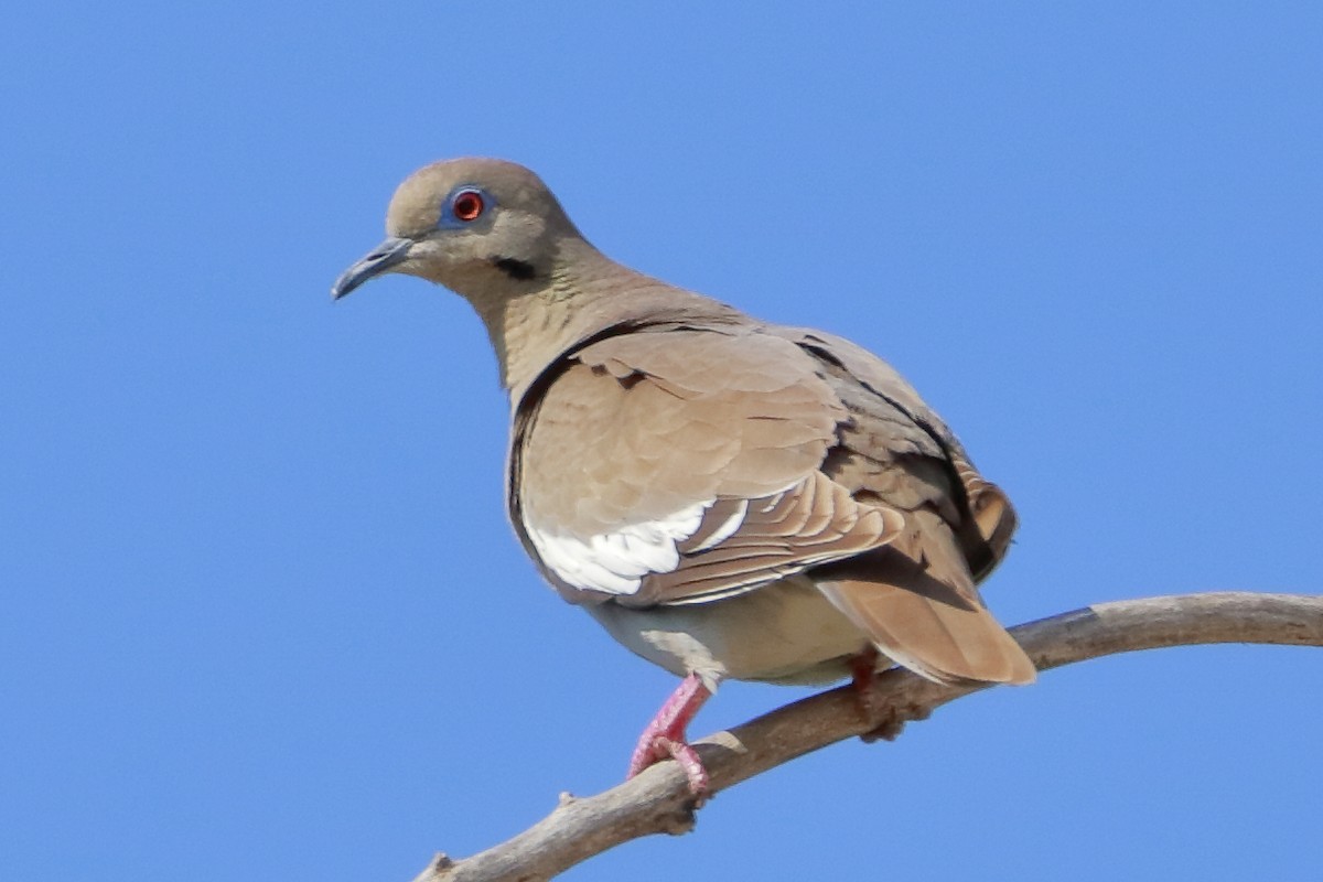 White-winged Dove - ML588473161