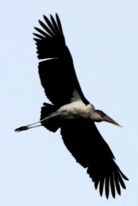 Marabou Stork - ML588478201