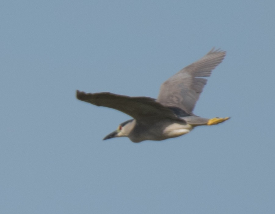 eBird Checklist - 20 May 2017 - Lake Apopka Wildlife Drive - 41 species