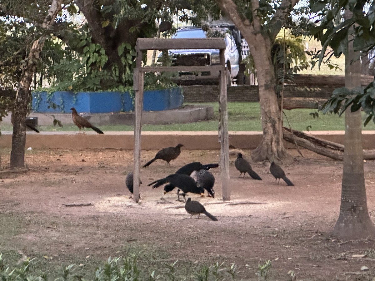 Bare-faced Curassow (Bare-faced) - ML588482081