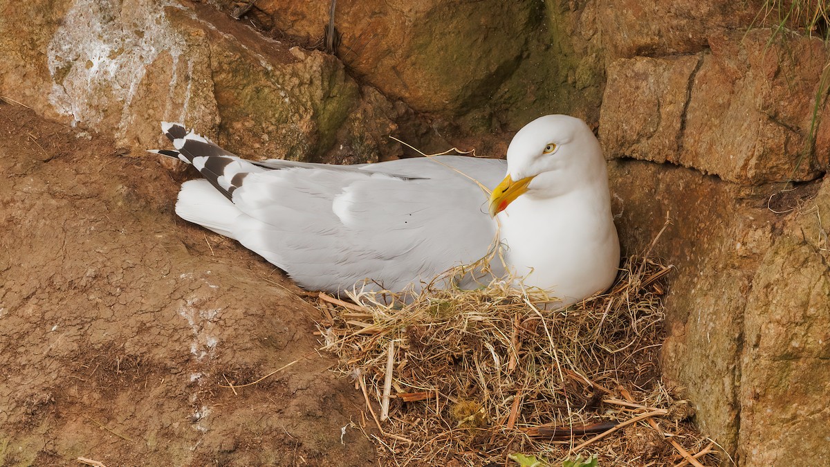 Herring Gull (European) - ML588482541