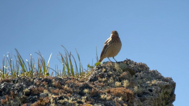 Red-throated Pipit - ML588483711
