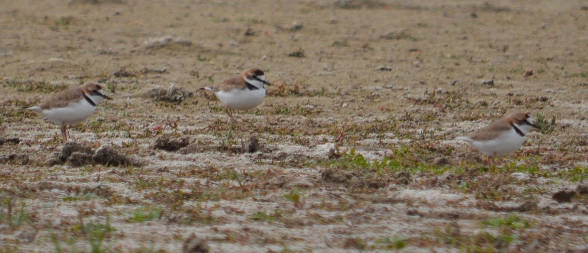 Collared Plover - ML588484781