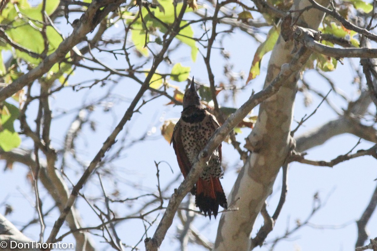 Northern Flicker (Red-shafted) - margeNdon thornton