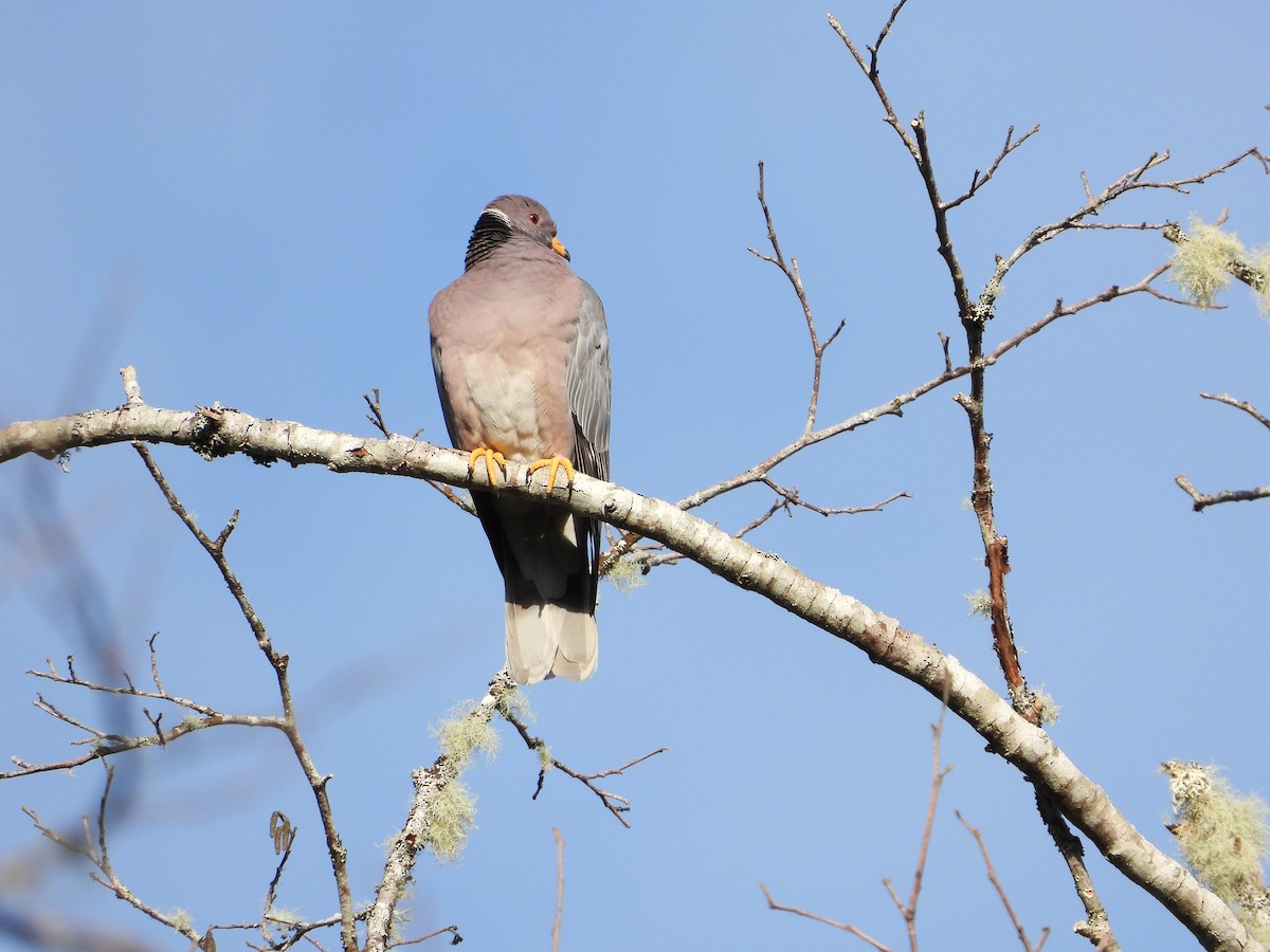 Band-tailed Pigeon - ML588488771