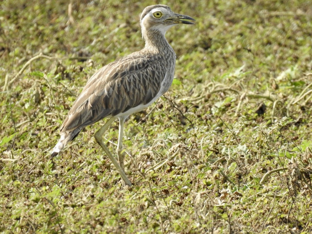 Double-striped Thick-knee - ML588489611