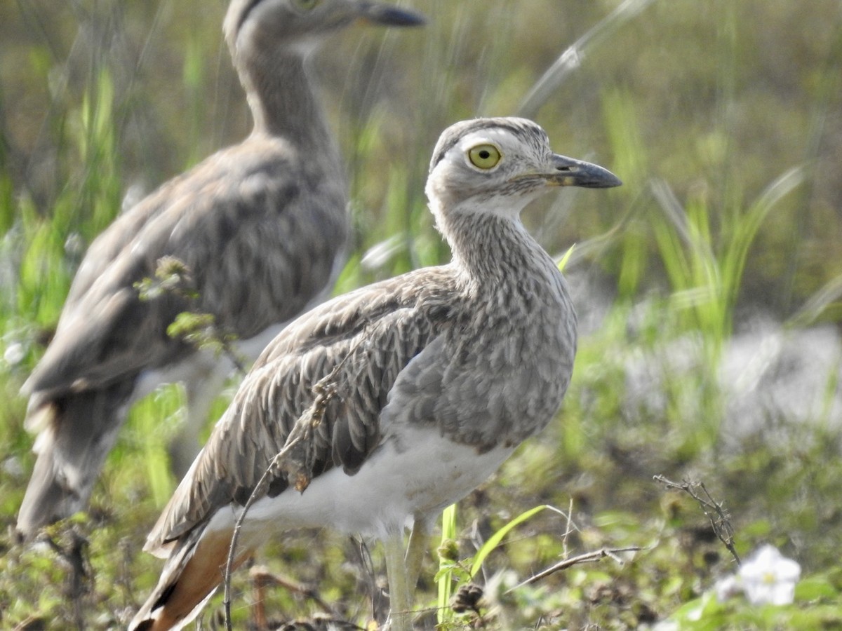 Double-striped Thick-knee - ML588489621