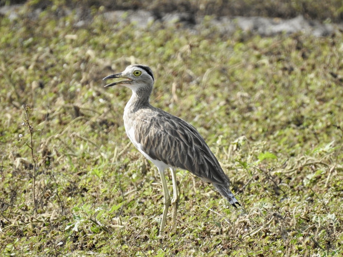 Double-striped Thick-knee - ML588489631
