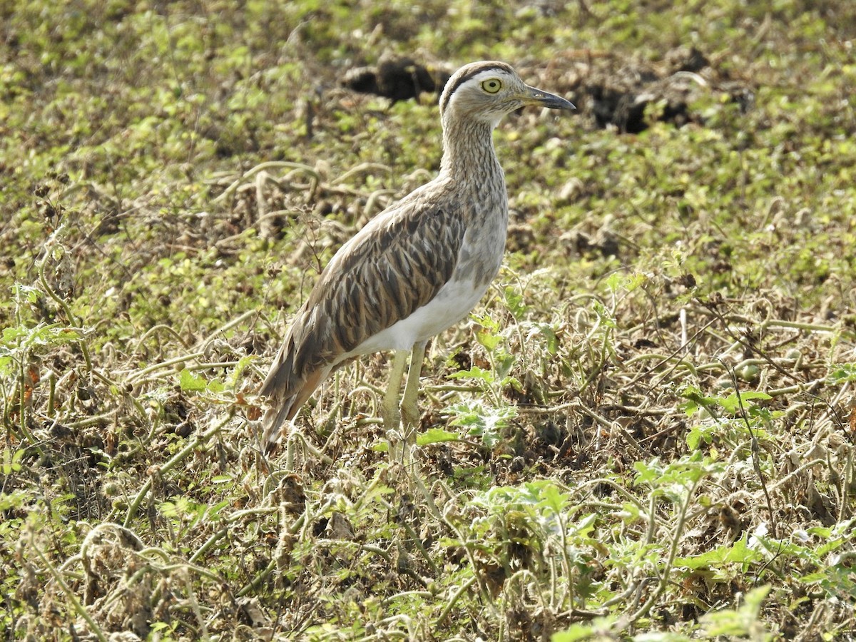 Double-striped Thick-knee - ML588489641