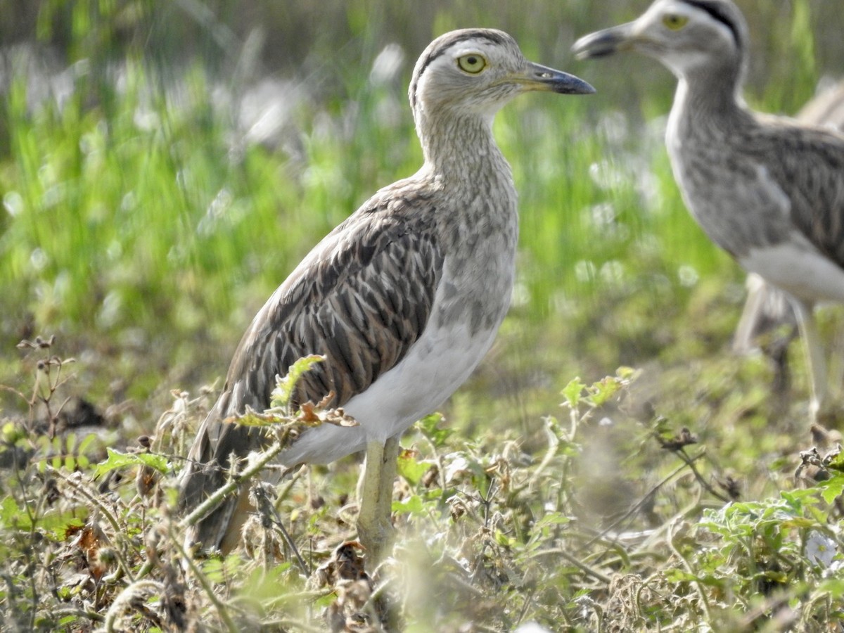 Double-striped Thick-knee - ML588489651