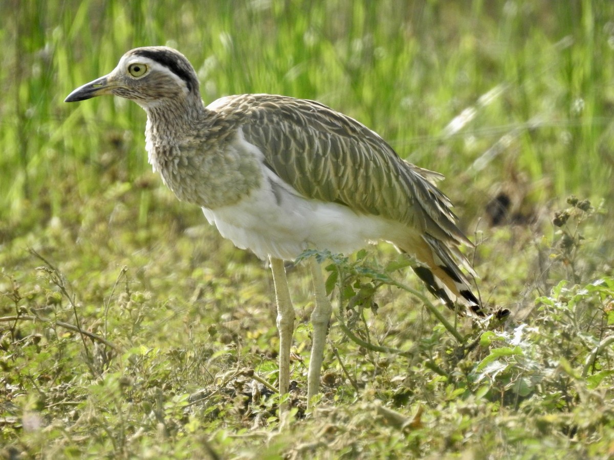 Double-striped Thick-knee - ML588489661