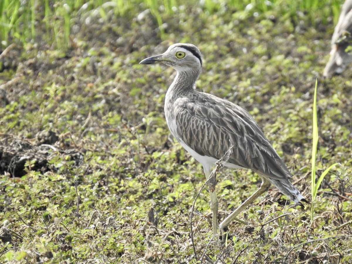 Double-striped Thick-knee - ML588489691