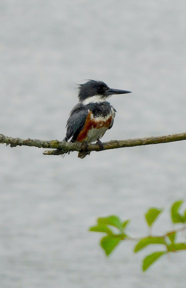 Belted Kingfisher - ML588491831