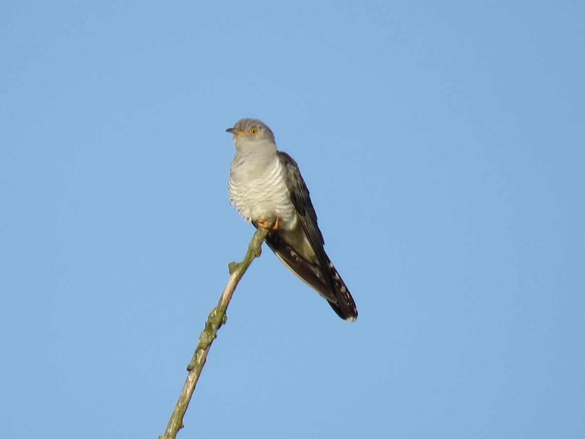 Common Cuckoo - Jack Noordhuizen