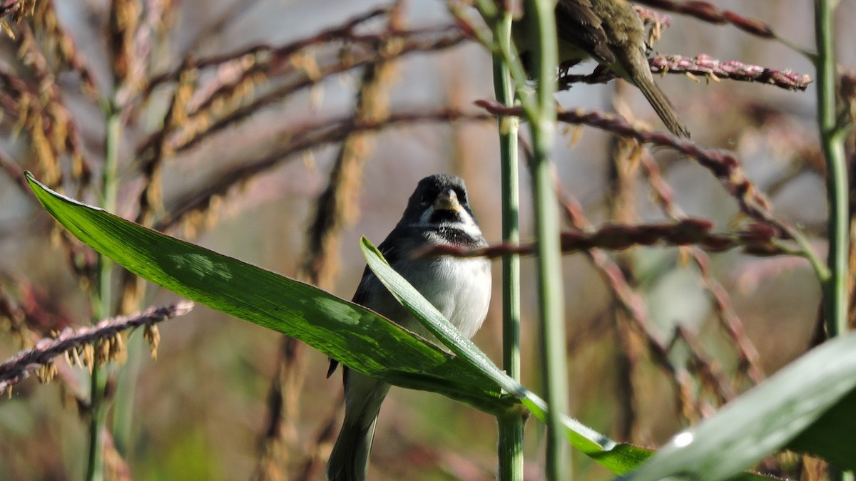 Double-collared Seedeater - ML588498321