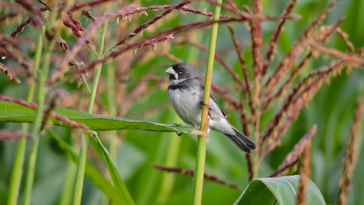 Double-collared Seedeater - Juliano Gomes