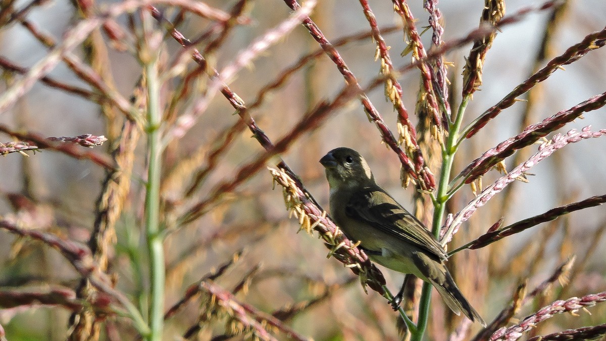 Double-collared Seedeater - ML588498341