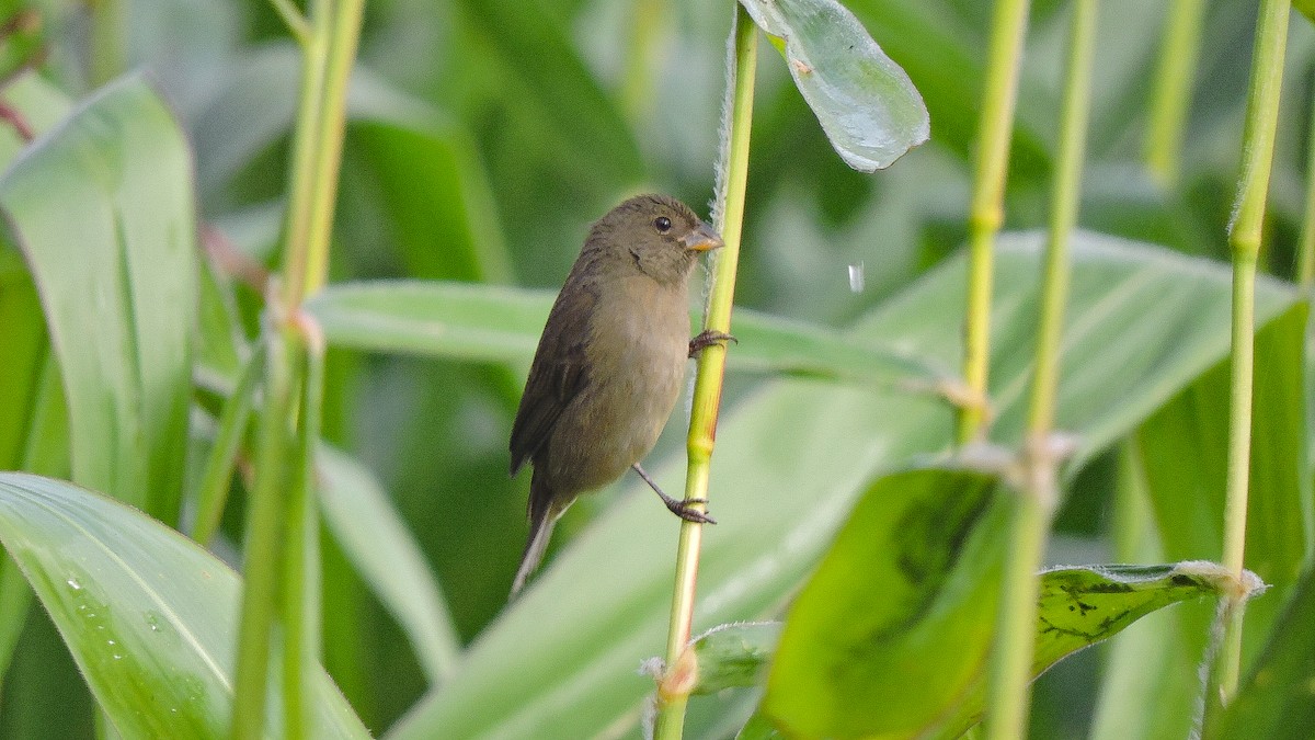 Double-collared Seedeater - ML588498351