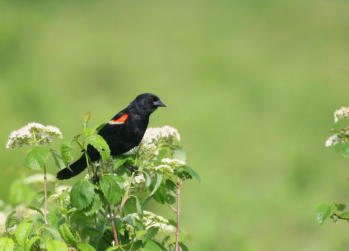 Red-winged Blackbird - ML588502711
