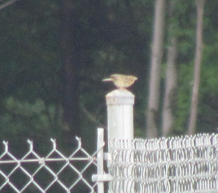 Grasshopper Sparrow - The Vermont Birder Guy
