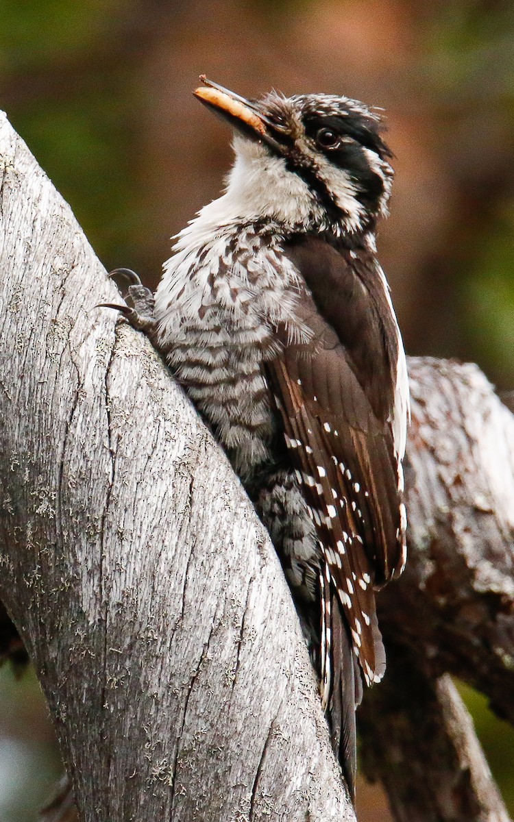 Eurasian Three-toed Woodpecker (Eurasian) - Uku Paal