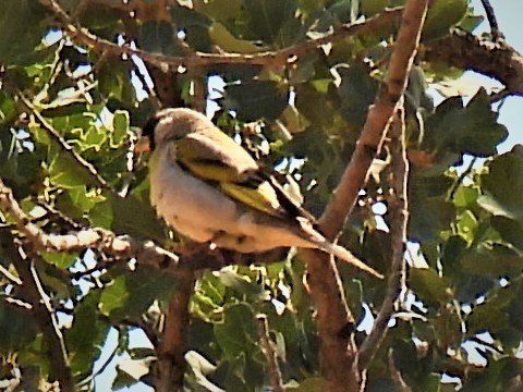 Lawrence's Goldfinch - ML588506491