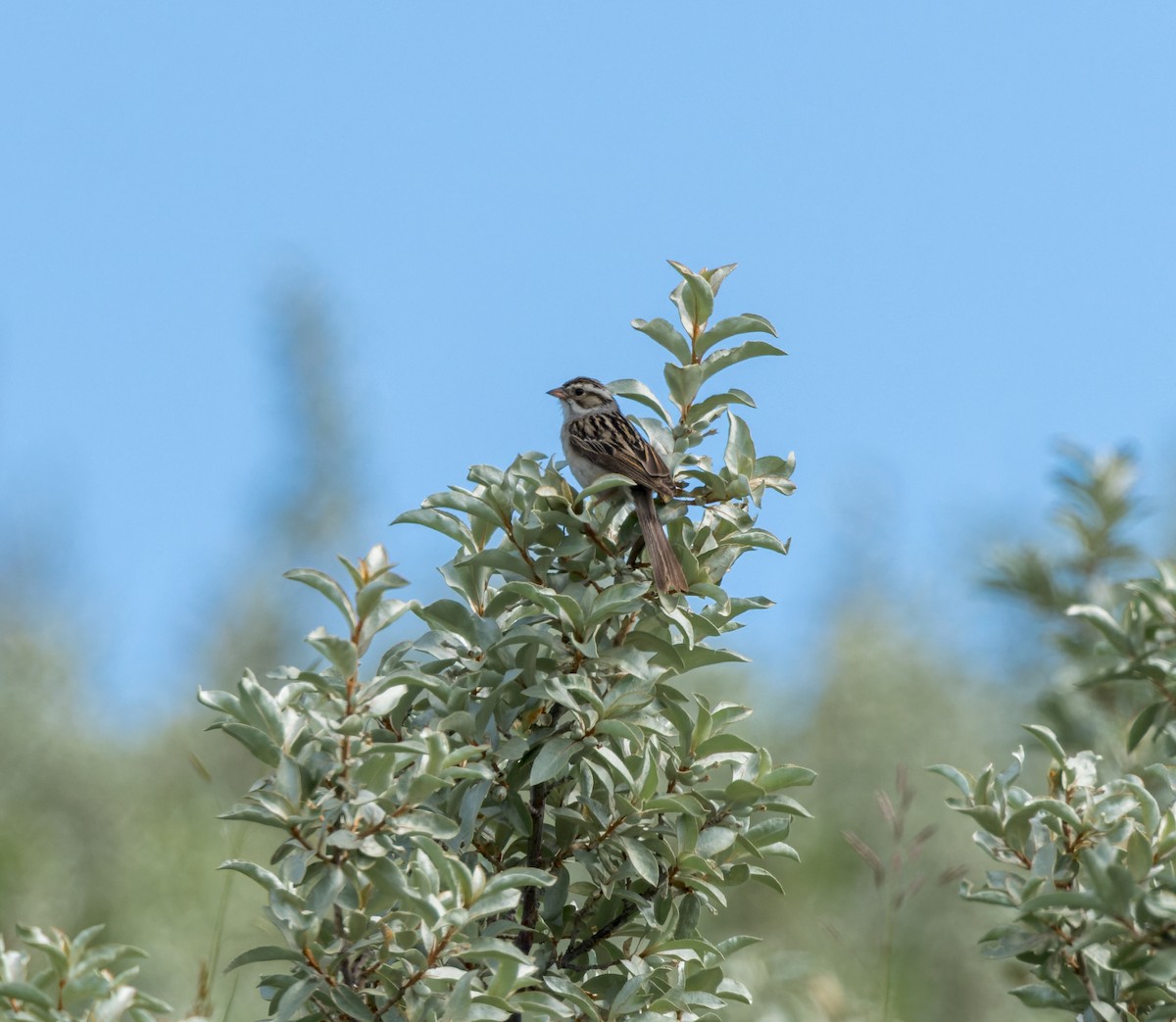Clay-colored Sparrow - Michael Millner