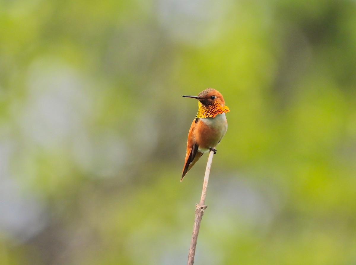Rufous Hummingbird - Kalin Ocaña