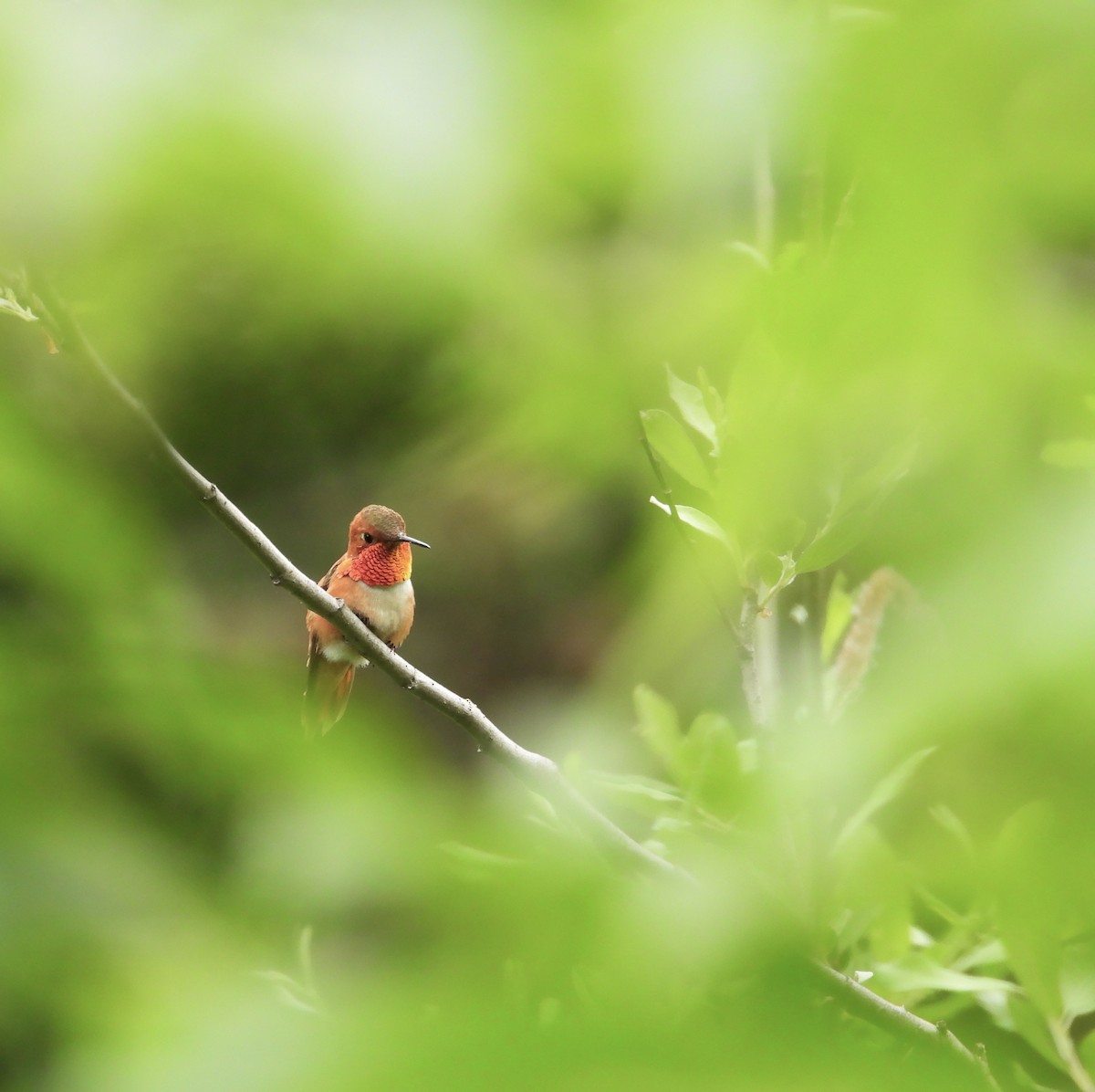 Rufous Hummingbird - ML588513031