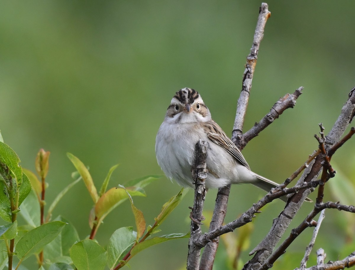 Clay-colored Sparrow - ML588515071