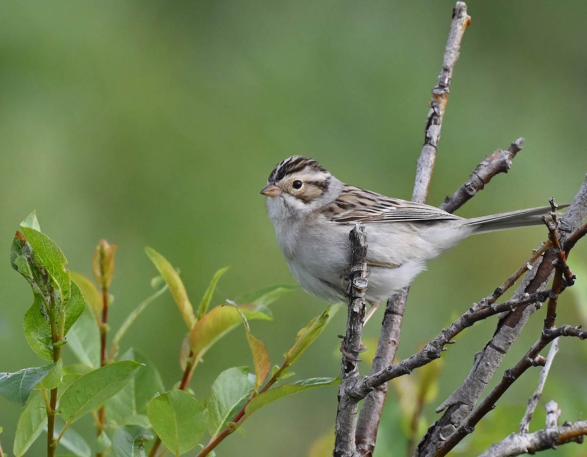 Clay-colored Sparrow - ML588515081