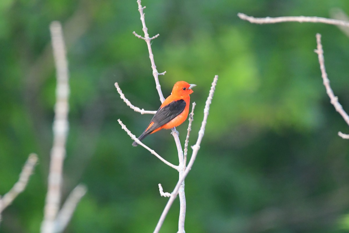 Scarlet Tanager - ML588524061