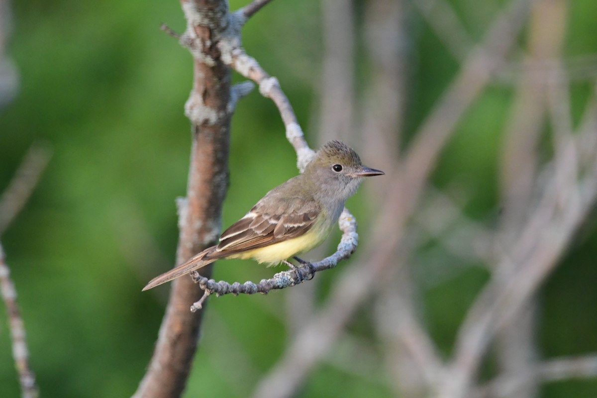 Great Crested Flycatcher - ML588524261