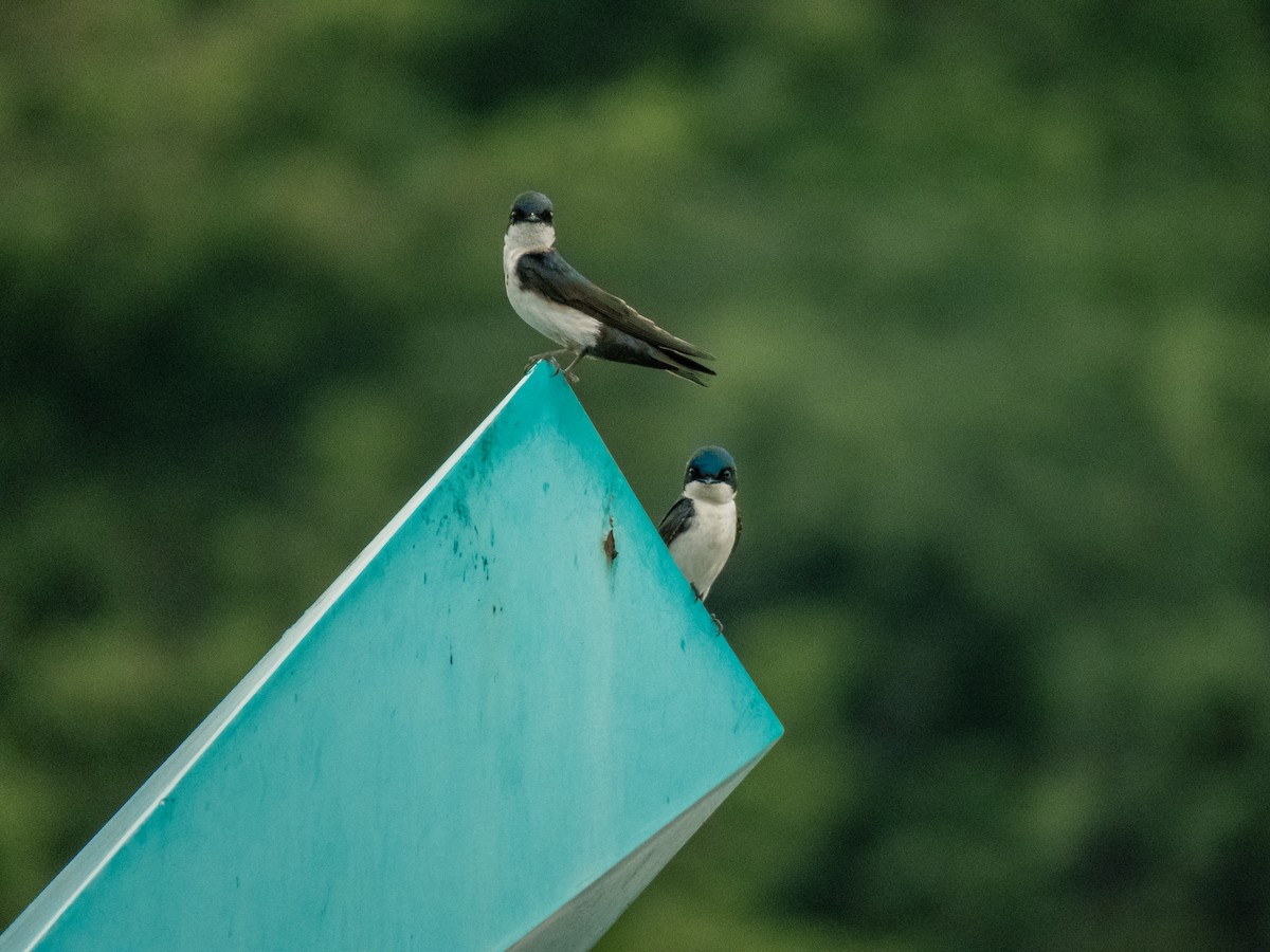 Blue-and-white Swallow - ML588525081