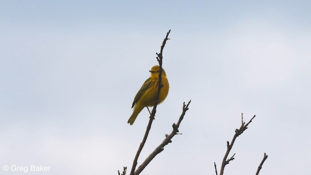 Yellow Warbler (Northern) - ML588525591