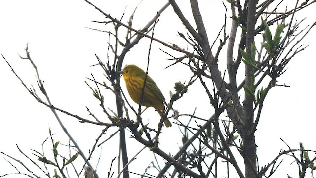 Yellow Warbler (Northern) - ML588525601
