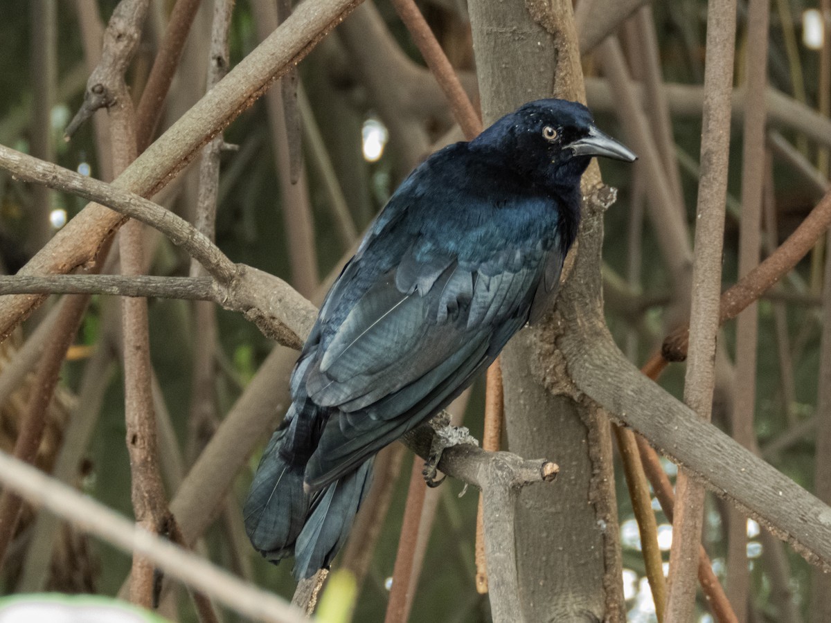 Great-tailed Grackle - ML588525711
