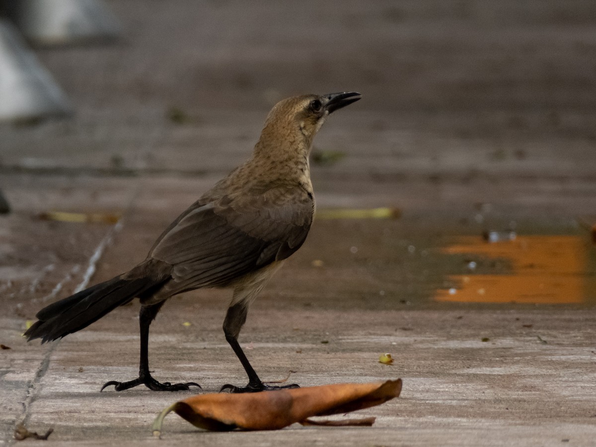 Great-tailed Grackle - ML588525751