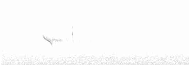 Evening Grosbeak (type 1) - ML588528231