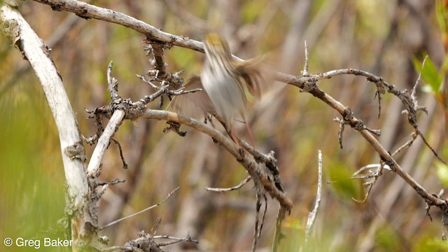 Savannah Sparrow (Savannah) - ML588529831