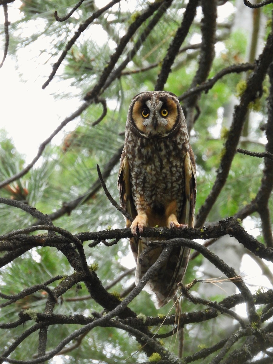 Long-eared Owl - ML588531761